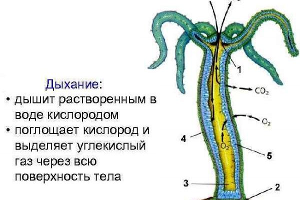 Kraken istand onion