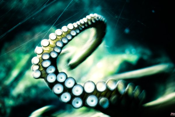 Kraken 14 at